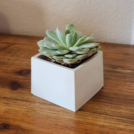 3" Square Pots